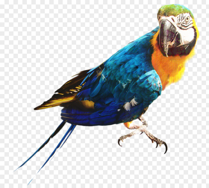 Bird Passerine Parrot Parakeet Feather PNG