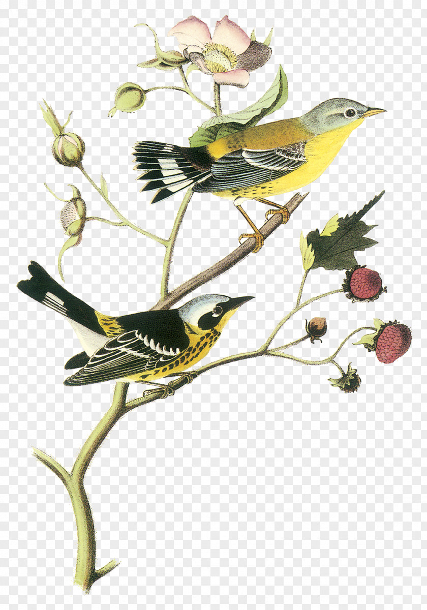Bird The Birds Of America New World Warblers National Audubon Society Printing PNG