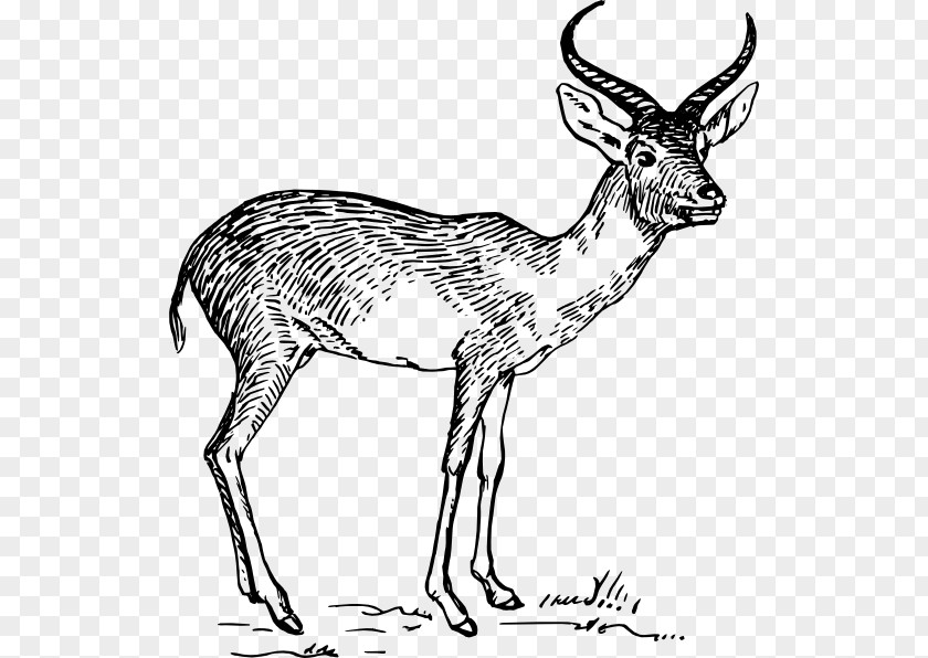 Deer Pronghorn Antelope Impala PNG