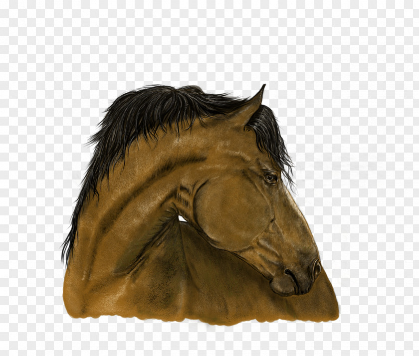 Horse Portrait Painting Art PNG