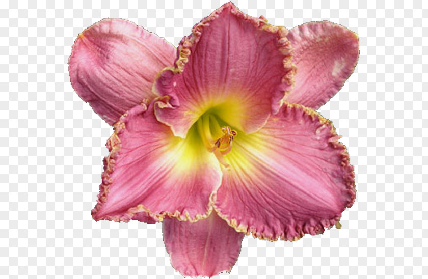 Petal Cut Flowers Pink M PNG