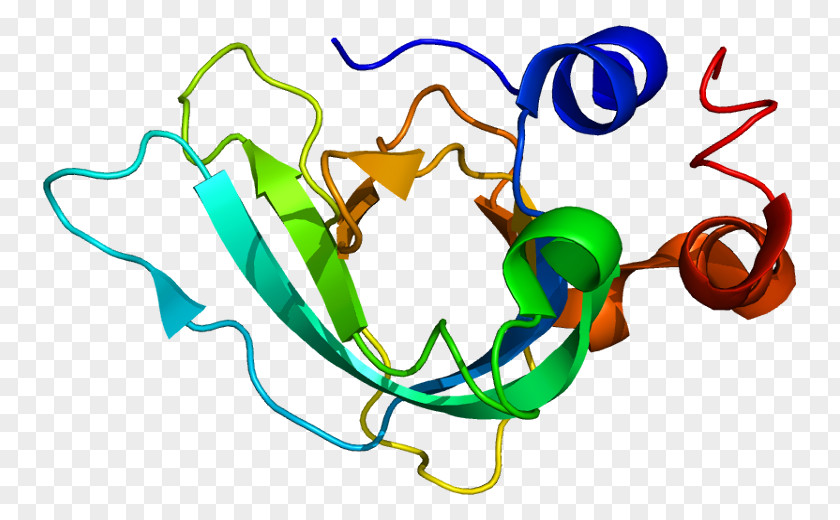 520 TIMP1 Tissue Inhibitor Of Metalloproteinase Matrix Enzyme PNG