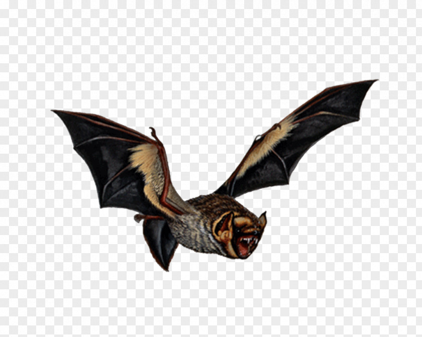 Bat Vampire Bird Art PNG