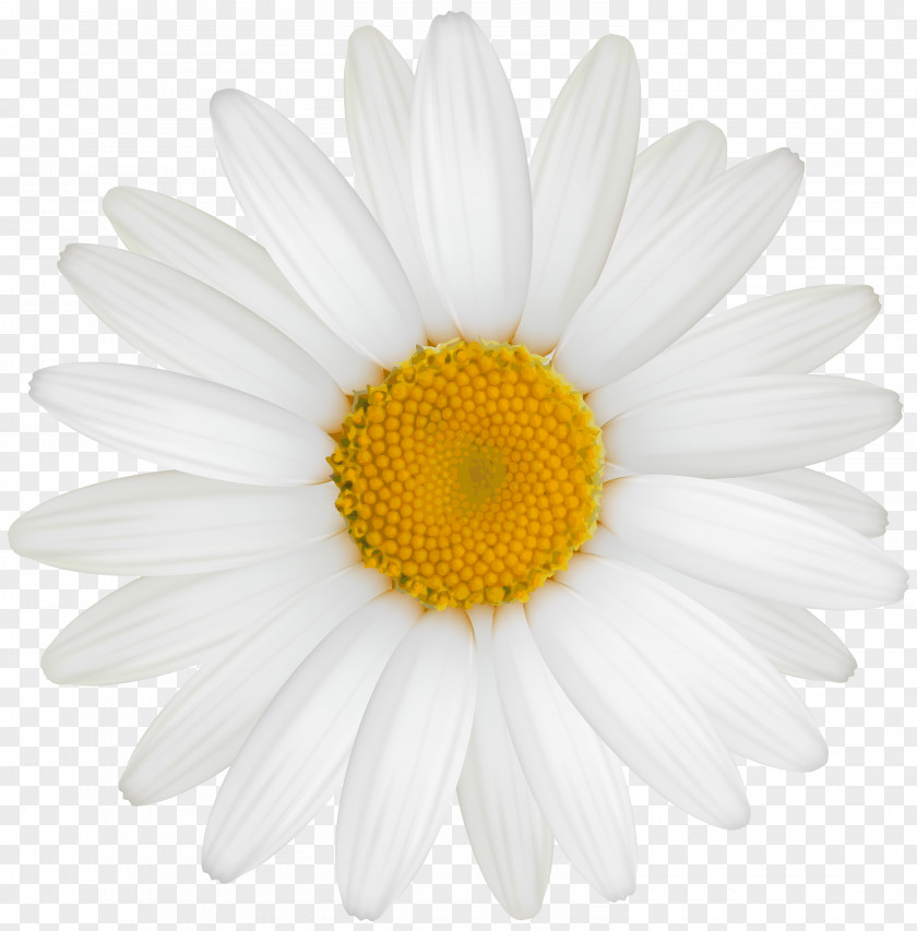 Camomile Common Daisy Clip Art PNG