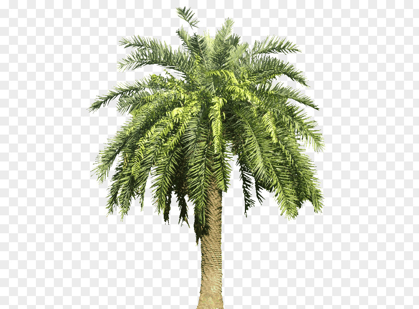 Date Palm Arecaceae Canary Island Tree PNG