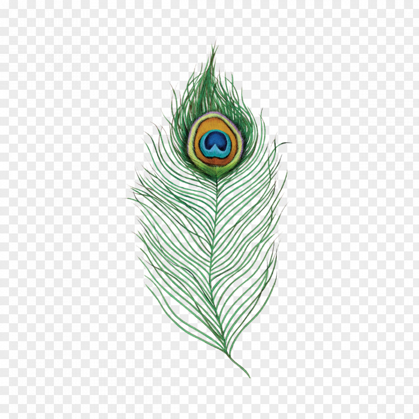 Feather Single Peacock Feathers Peafowl Desi Natural Eye Tails Image PNG