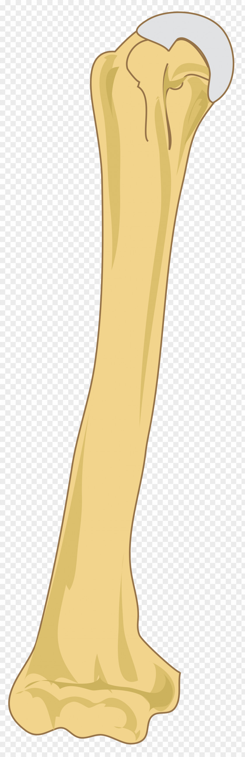 Finger Humerus Bone Ulna Radius PNG