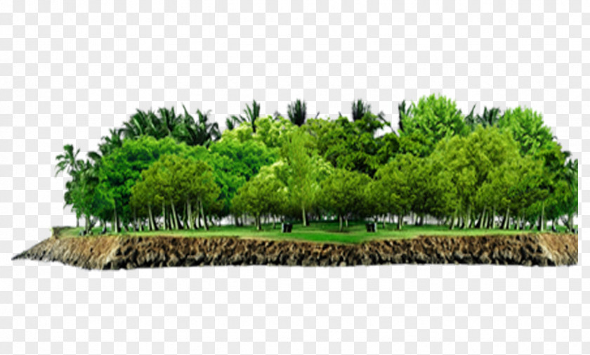 Forest Tree Vegetation PNG