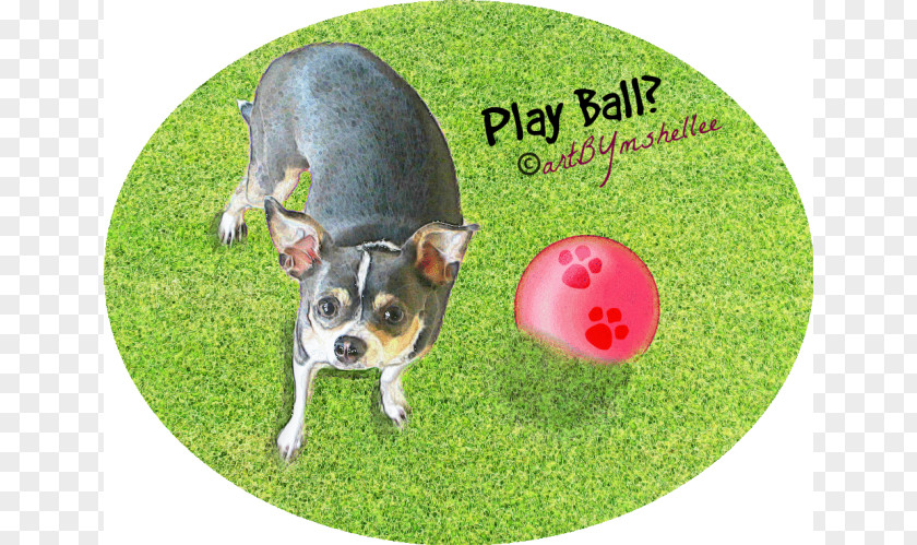 Playing Ball Dog Breed Chihuahua Puppy Snout PNG