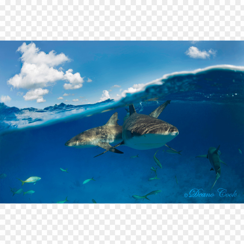 Shark And Dolphin Fin Great White Caribbean Reef PNG