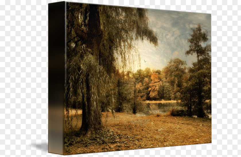 Weeping Willow Painting Tree Art Photography PNG