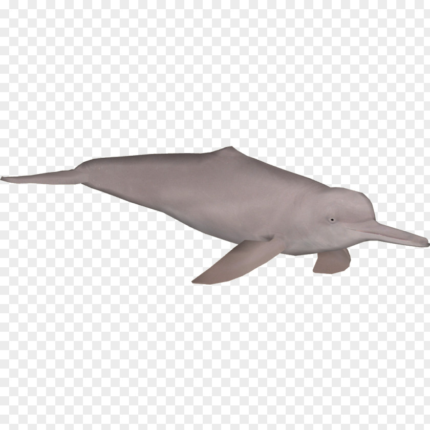 Blue Whale Humpback Cartoon PNG