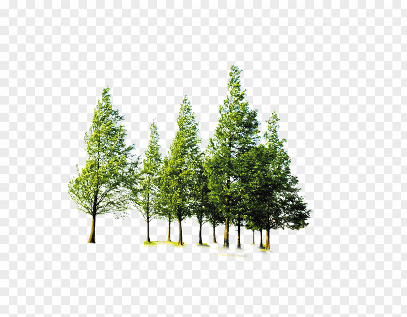 Forest Trees Tree Computer File PNG