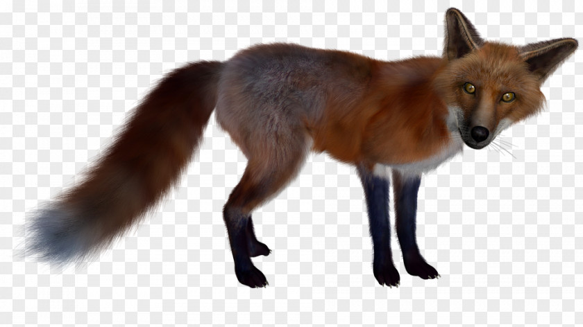 Fox Red Arctic PNG