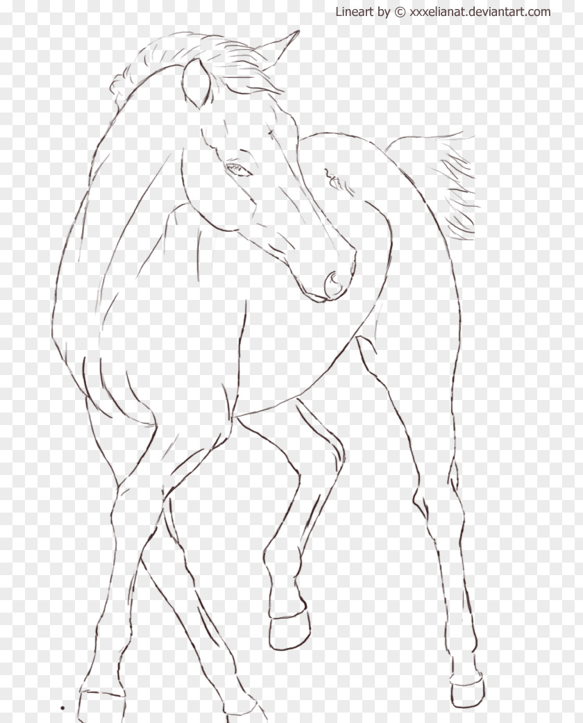 Line Drawing Horse Pony Art Stallion PNG