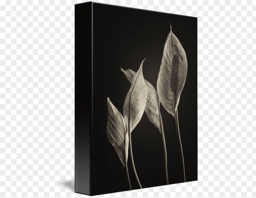 Peace Lily Fine Art Photography Work Of PNG