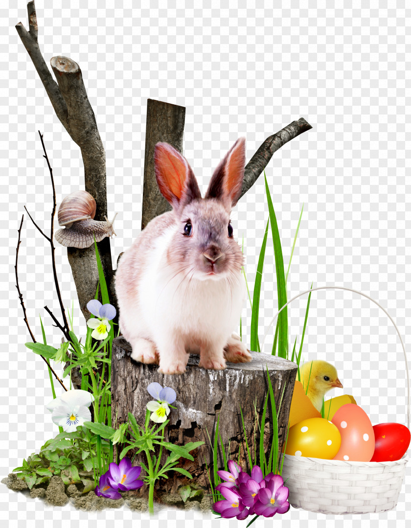 White Rabbit Clip Art PNG