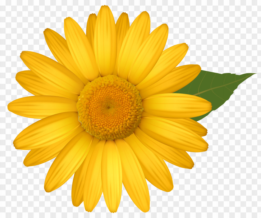 Yellow Daisy Image Calendula Officinalis Transvaal Common Sunflower Chrysanthemum Oxeye PNG