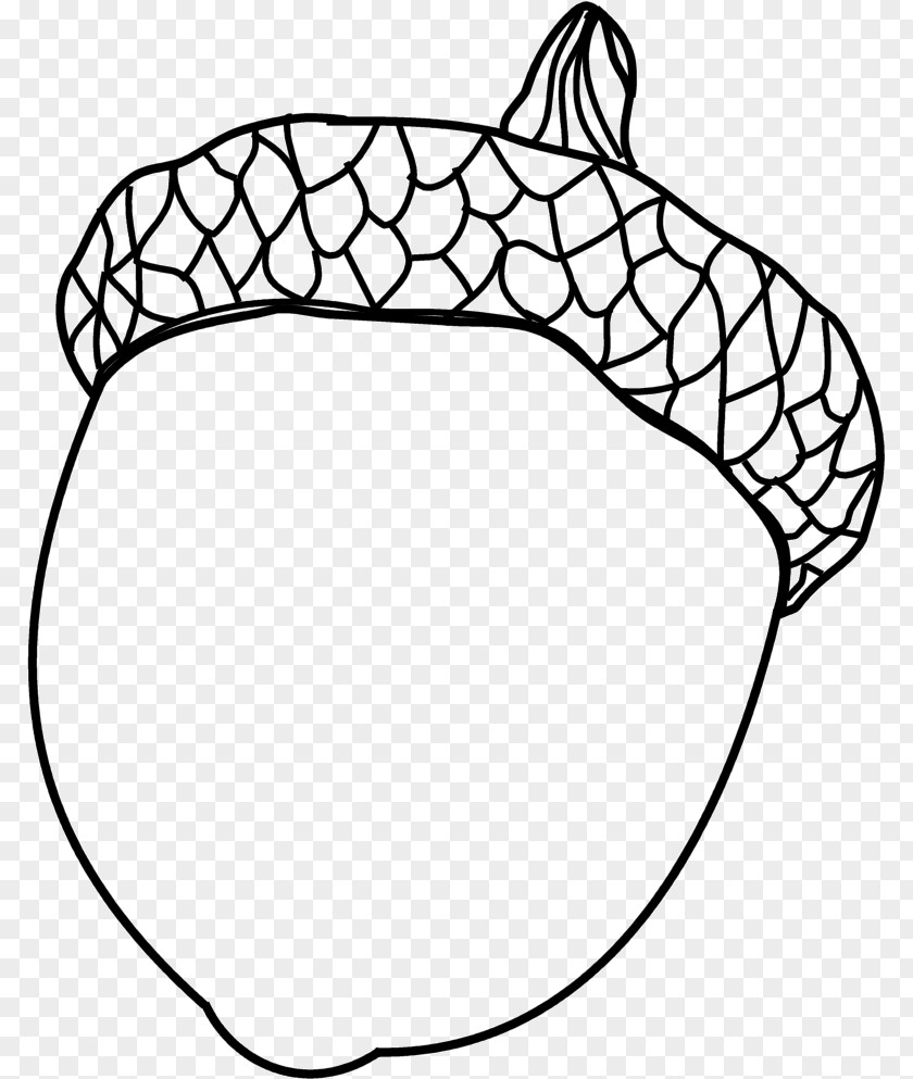 Acorn Drawing Coloring Book Painting PNG