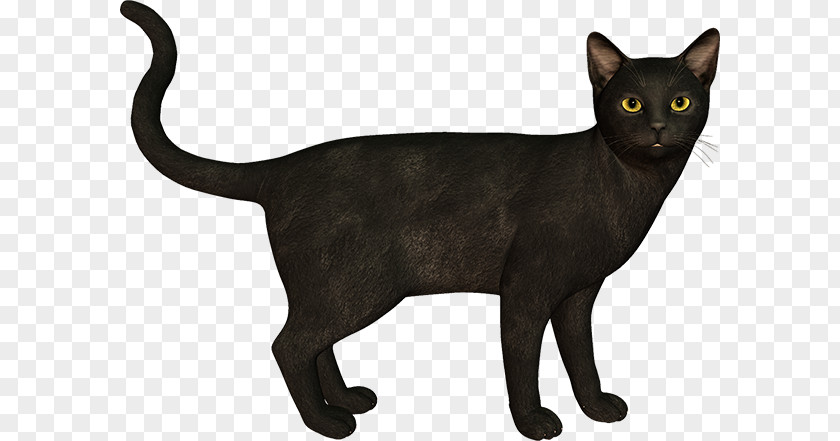 Big Flyers Bundle Black Cat Bombay Burmese Korat Malayan PNG