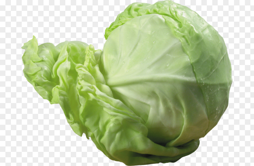 Cabbage Savoy Vegetable Red PNG