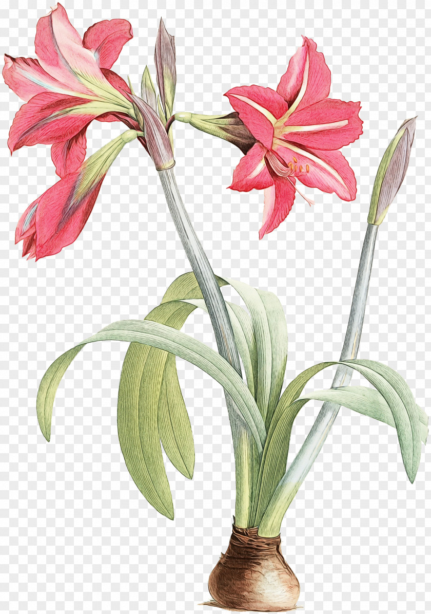 Crinum Pedicel Flower Plant Amaryllis Belladonna Petal Cut Flowers PNG