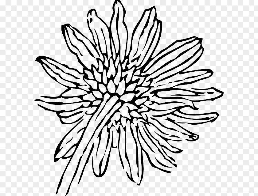 Drawing Flower Common Sunflower Clip Art PNG