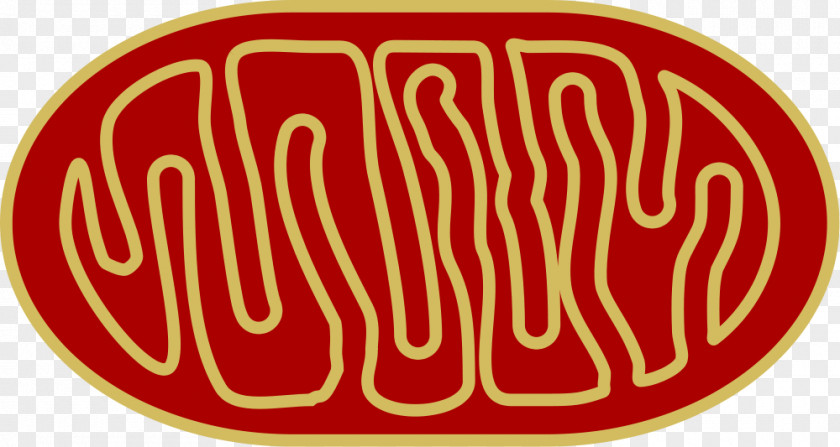 Human Skeleton Mitochondrion Organelle Cellular Respiration Mitochondrial Disease PNG
