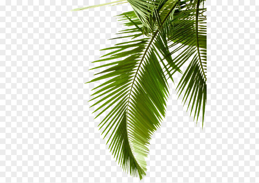 Leaf Palm Trees Image Shrub PNG