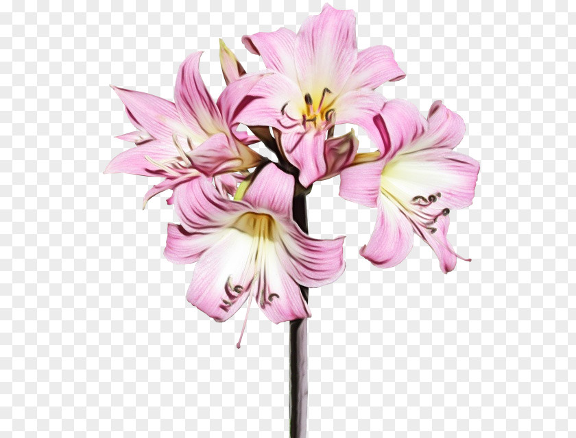 Peruvian Lily Amaryllis Belladonna Flower Flowering Plant Pink Cut Flowers PNG