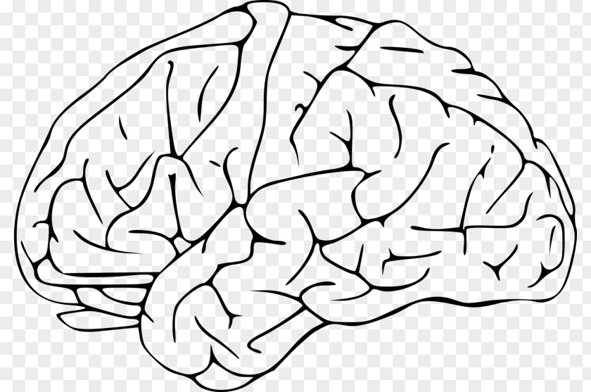 Brain Clip Art PNG