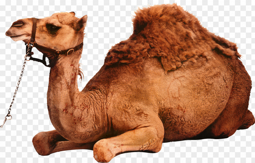 Clip Art Dromedary Image Bactrian Camel PNG