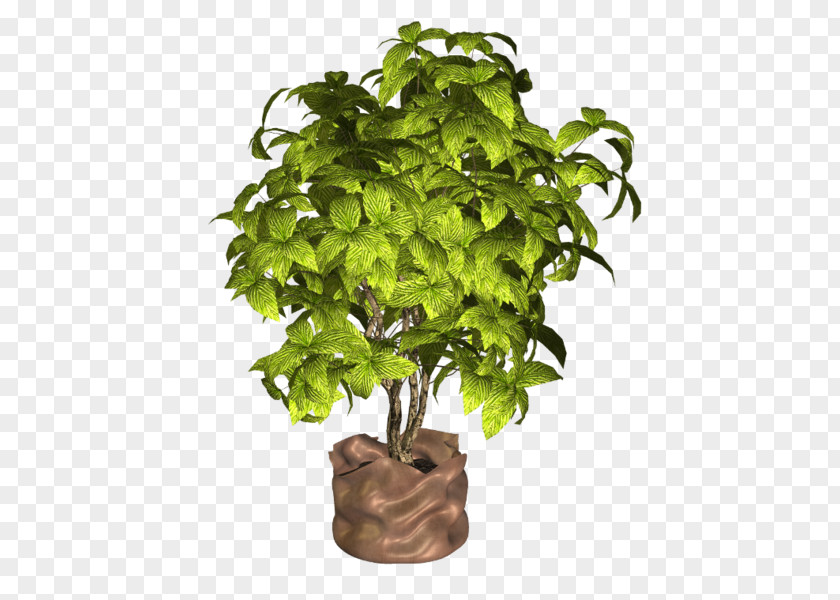 Flowerpot Houseplant Herb PNG