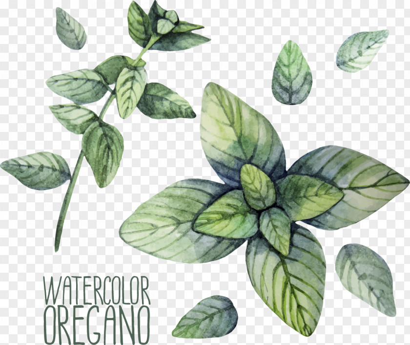 Mint Plant Herb Oregano Watercolor Painting Illustration PNG