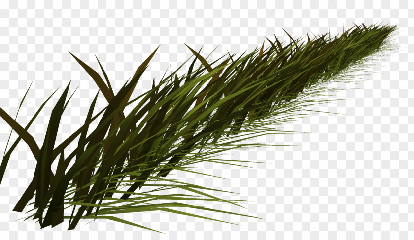 Nature Herbaceous Plant Common Reed Grasses PNG