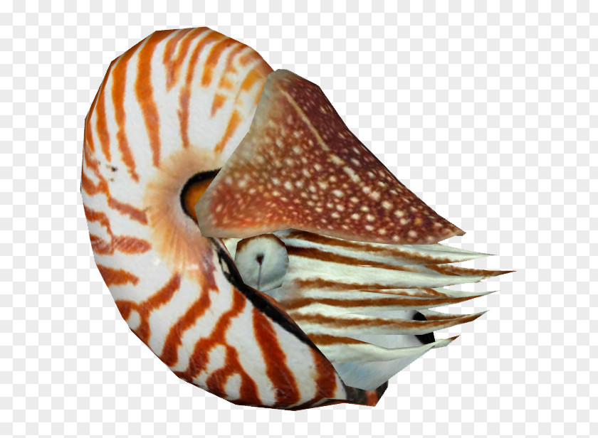 Shell Wildlife Chambered Nautilus PNG