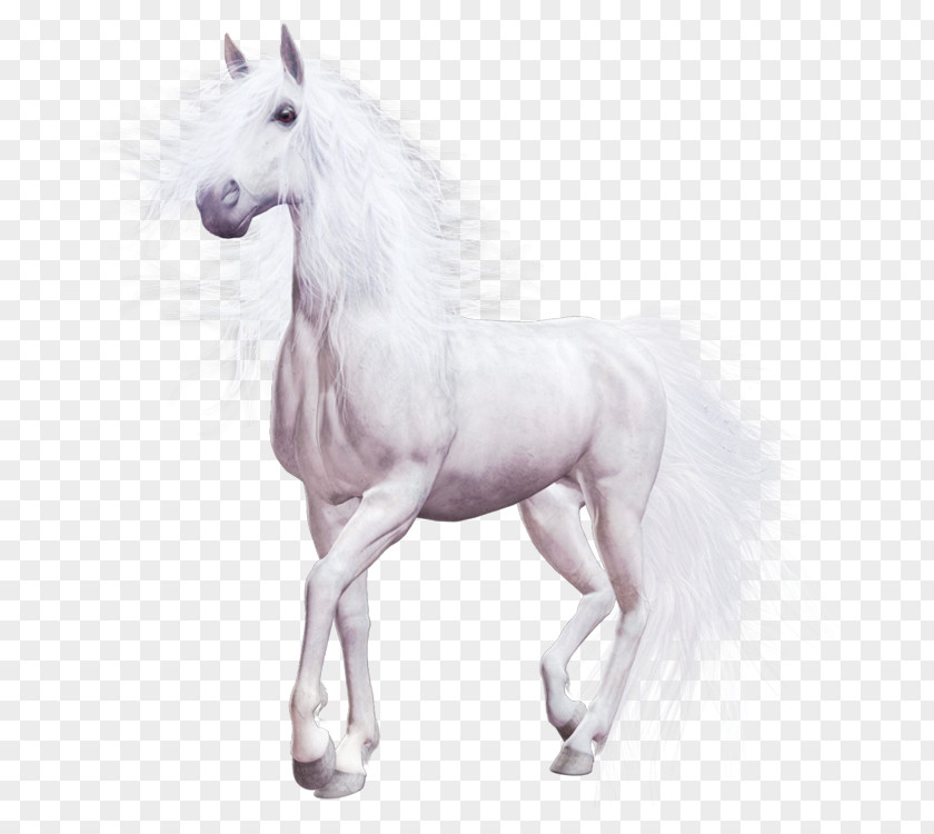 Whitehorse Horse Download Computer File PNG