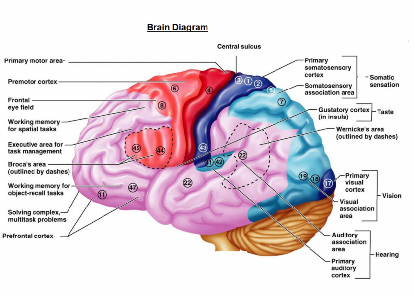 Brain Diagram Cerebral Cortex Cerebrum Function Primary Motor PNG
