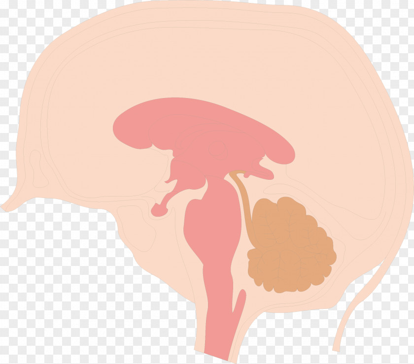 Brain Structure Map Cerebrum Illustration PNG