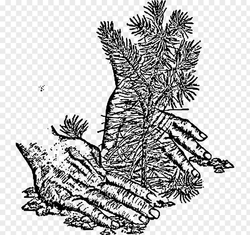 Clipart Tree Planting Spruce Fir Black Oak Clip Art PNG