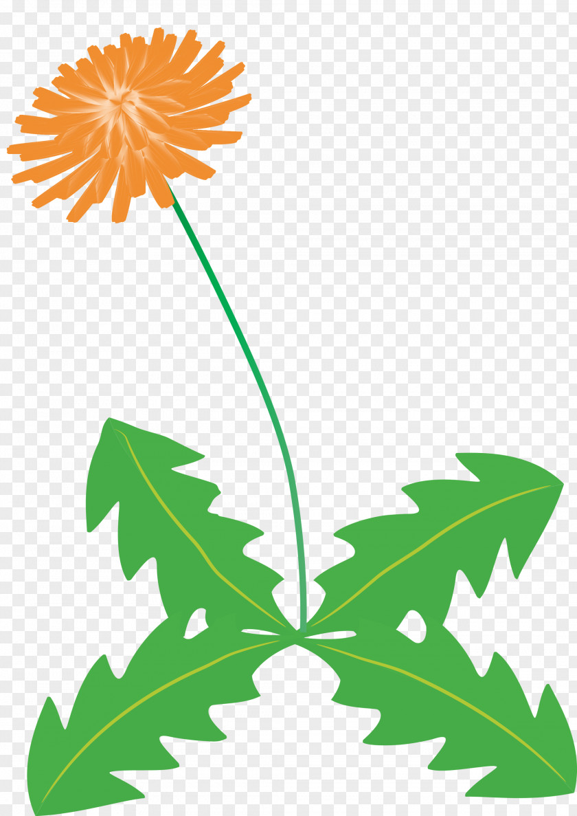 Dandelion Flower PNG