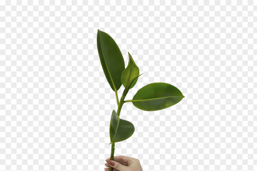 Floral Design PNG