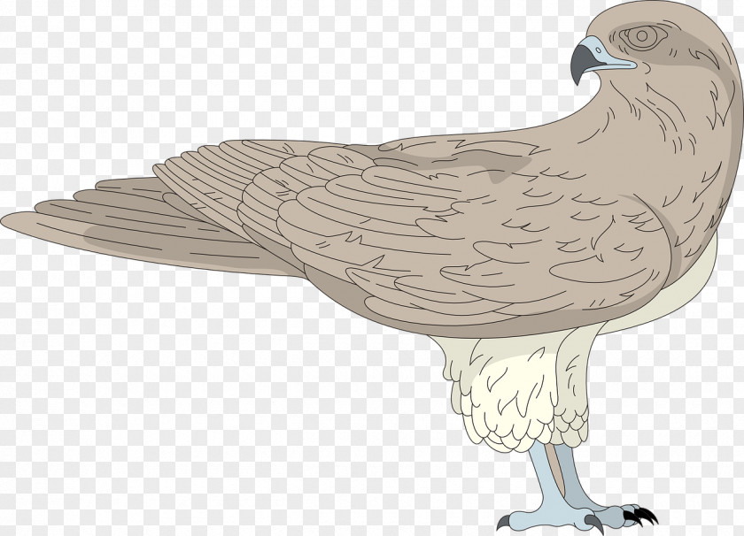 Hawk Bird Clip Art PNG