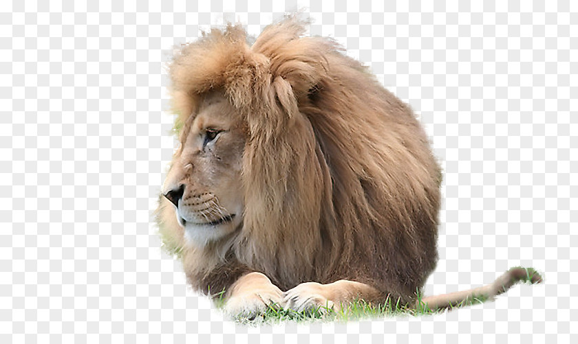 Nikita East African Lion Animal Carnivore .de PNG