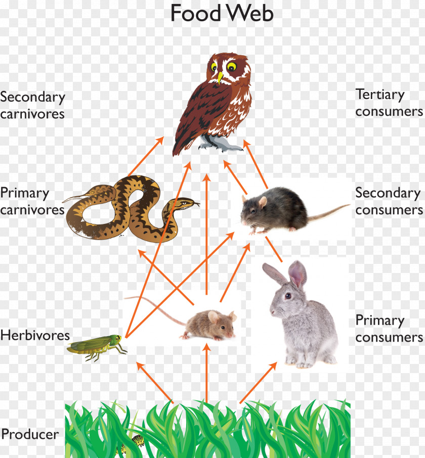 Owl Great Horned Food Web Chain Barn PNG