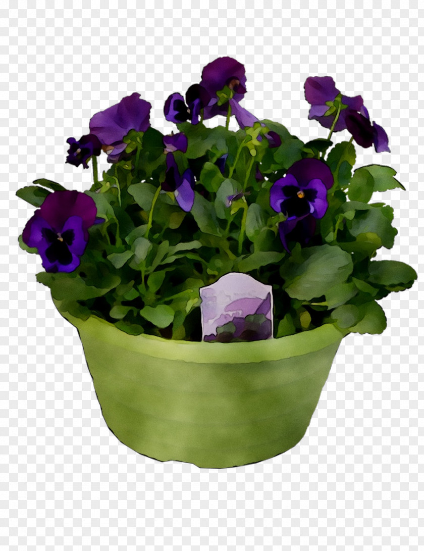 Pansy Cut Flowers Annual Plant Aubrieta PNG