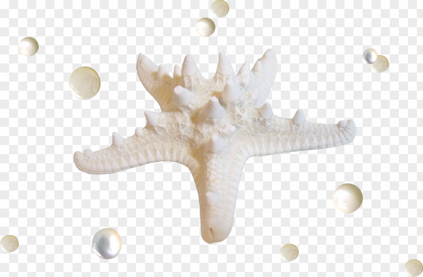 Starfish Seashell PNG