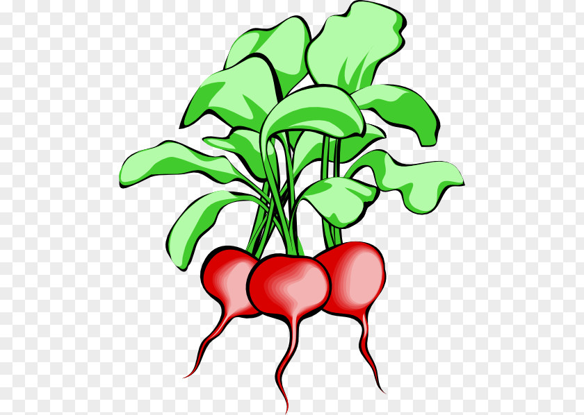 Turnip Cliparts Sugar Beet Chard Beetroot Clip Art PNG