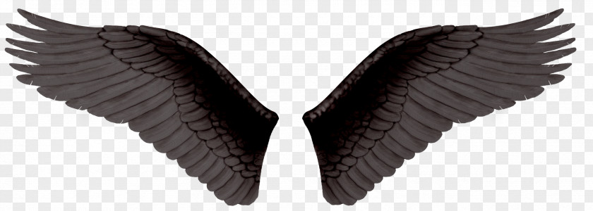 Wings Photography Clip Art PNG