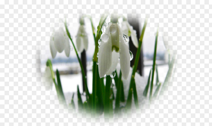 Agra Border Snowdrop Spring Photography Yandex Nature PNG